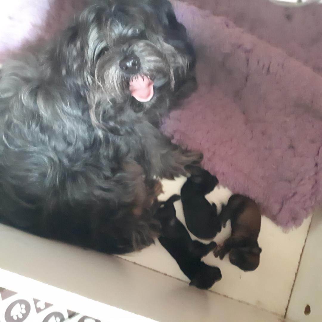 Maniri - Bichon Havanais - Portée née le 06/11/2025