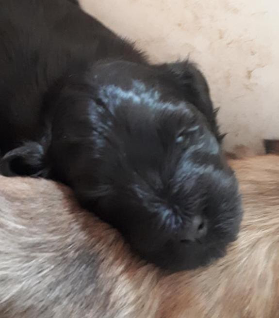 Maniri - Chiots disponibles - Bichon Havanais