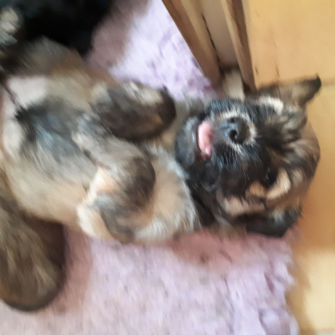 Maniri - Chiots disponibles - Bichon Havanais