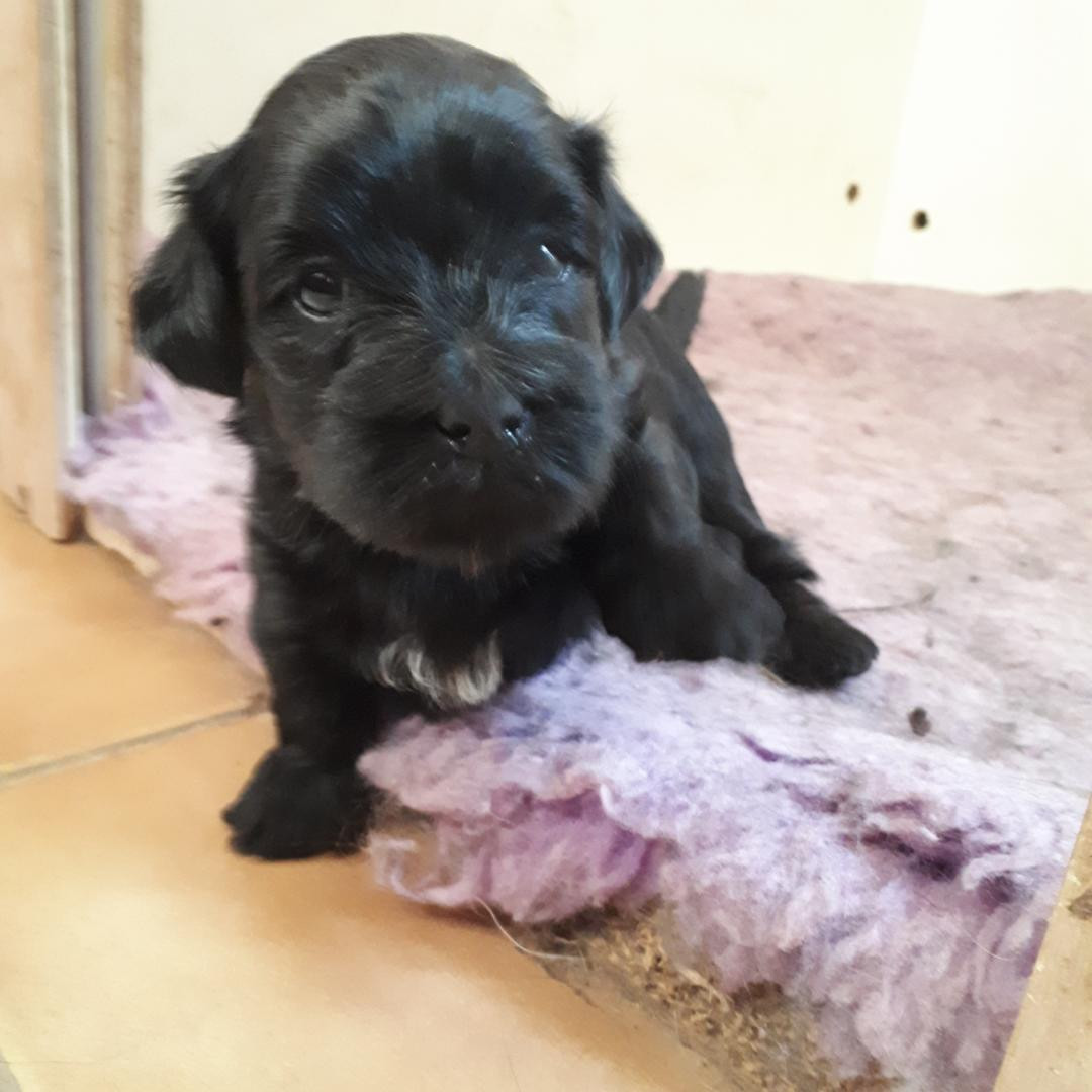 Maniri - Chiots disponibles - Bichon Havanais