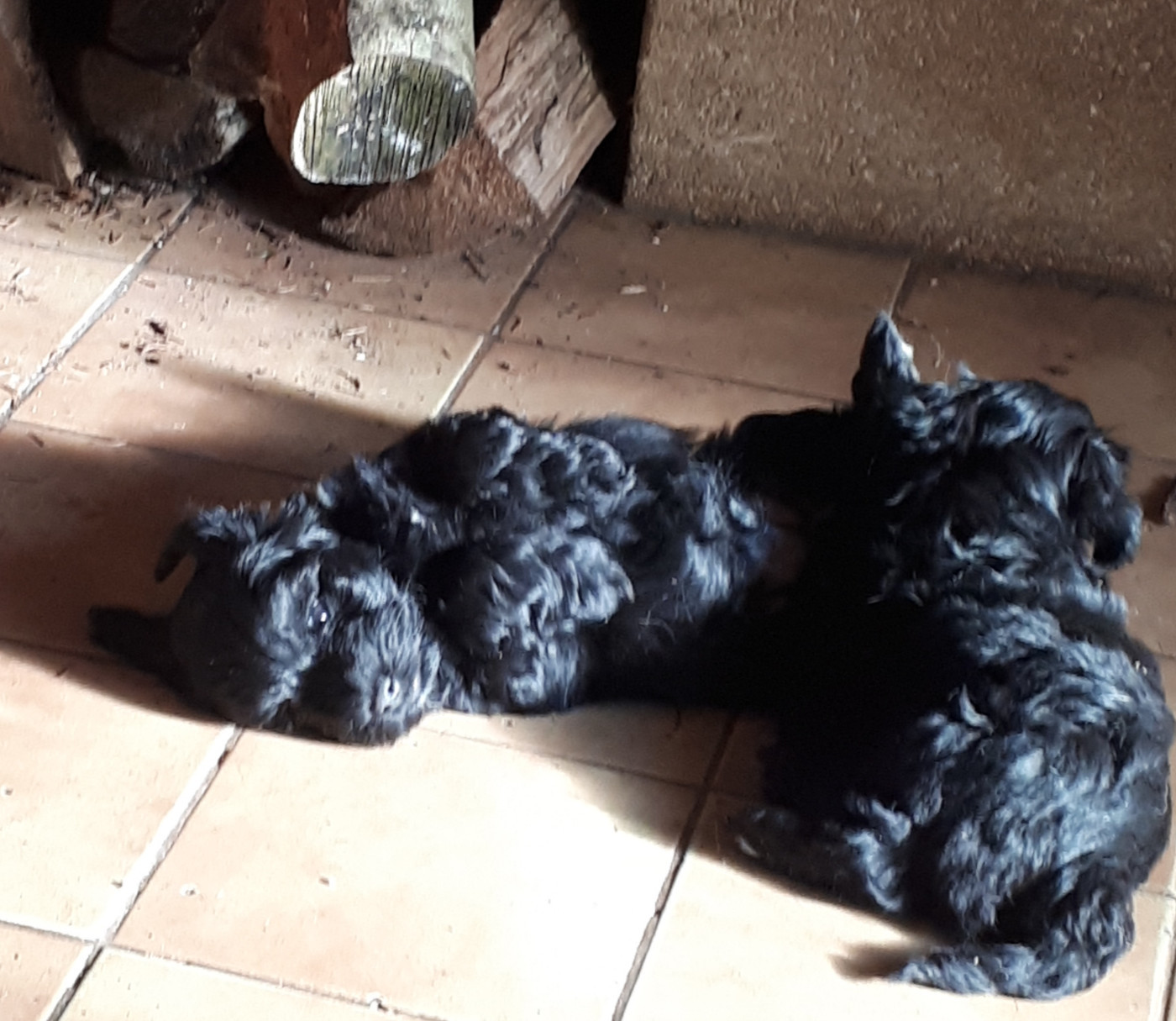 Maniri - Chiots disponibles - Bichon Havanais