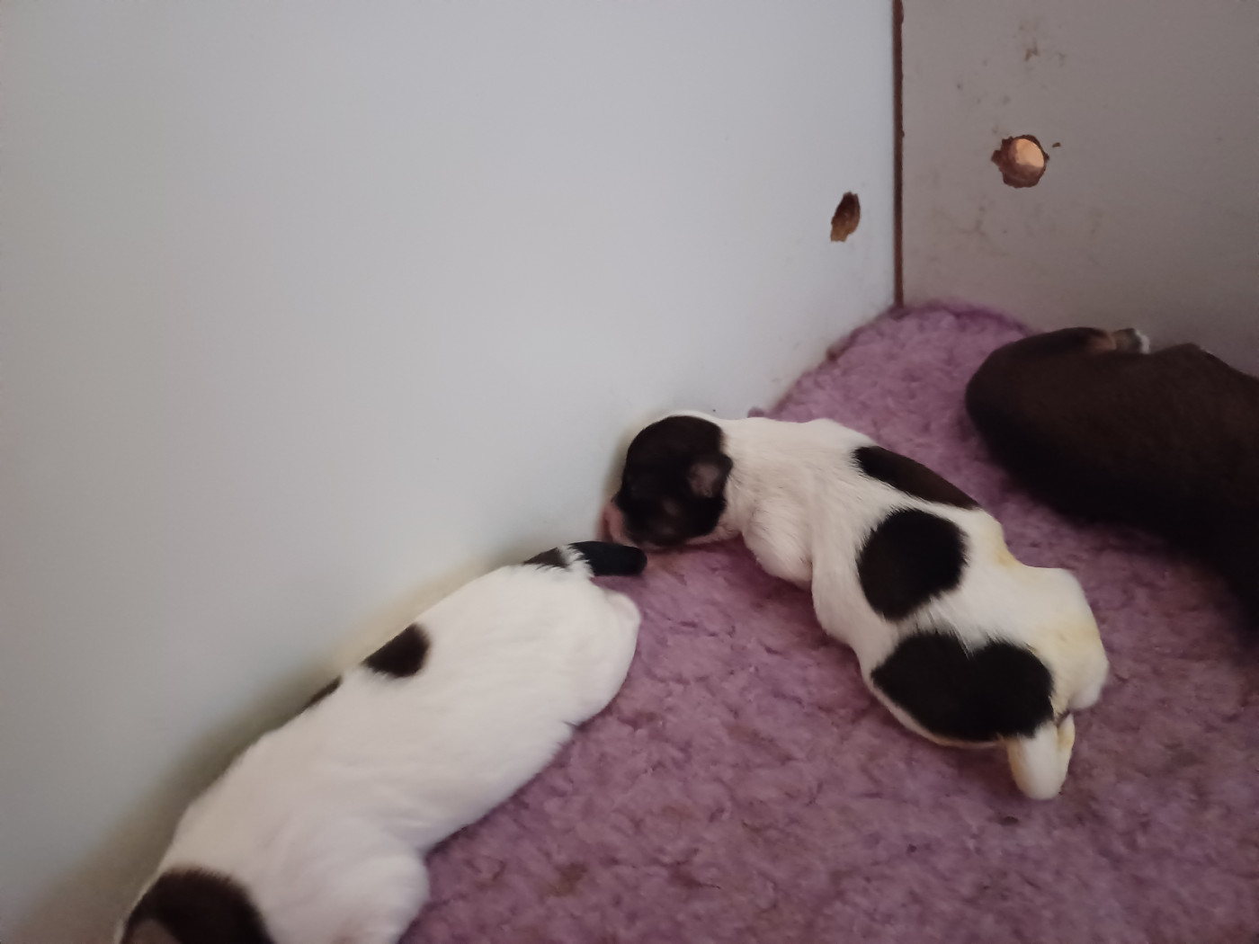 Maniri - Chiots disponibles - Bichon Havanais