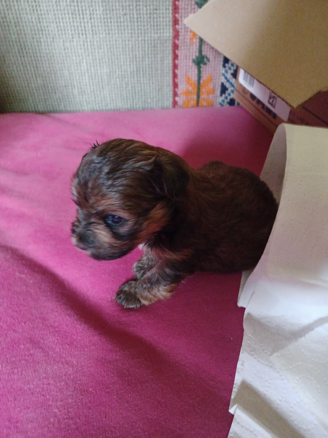 Maniri - Chiots disponibles - Bichon Havanais