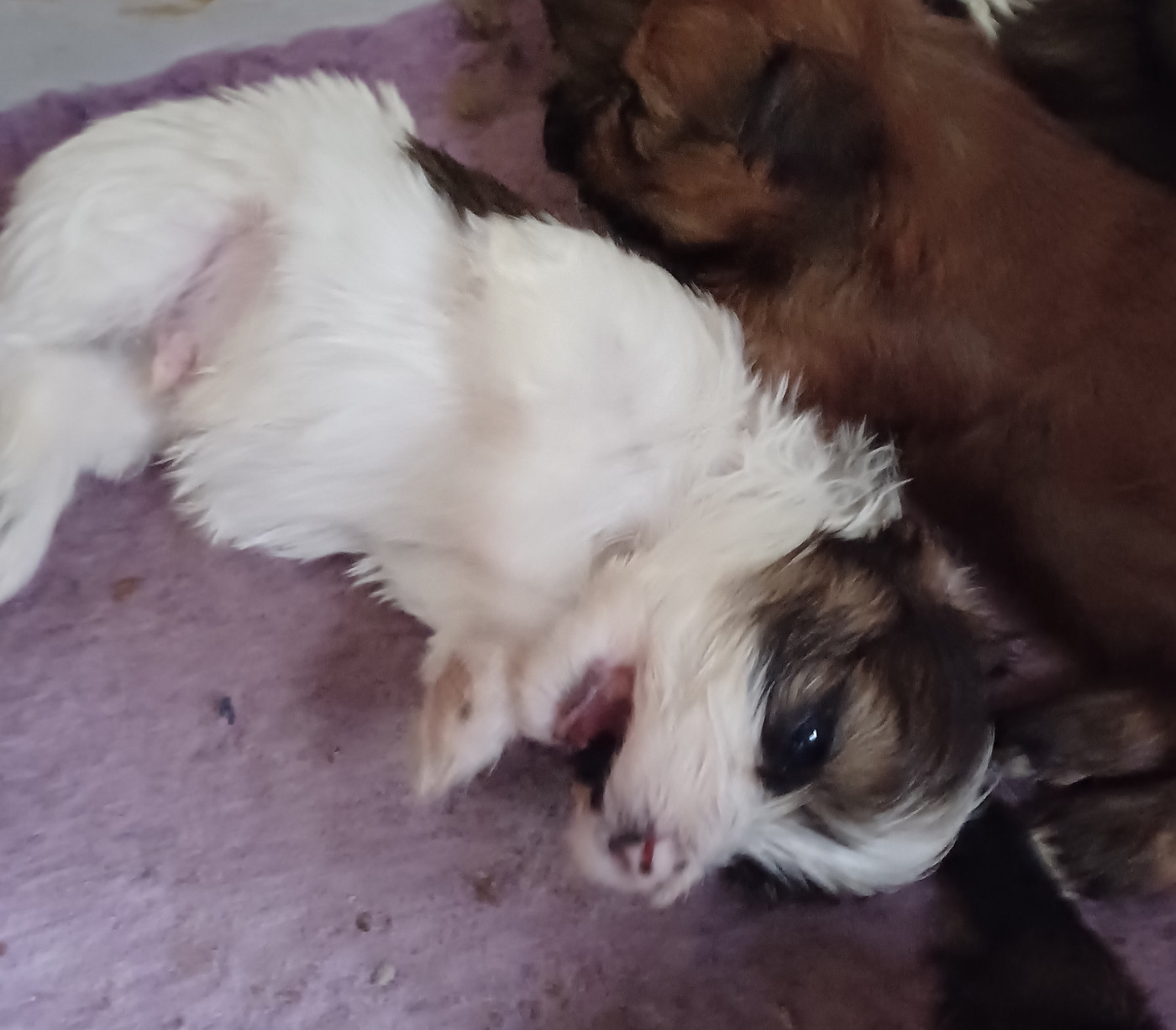 Maniri - Chiots disponibles - Bichon Havanais