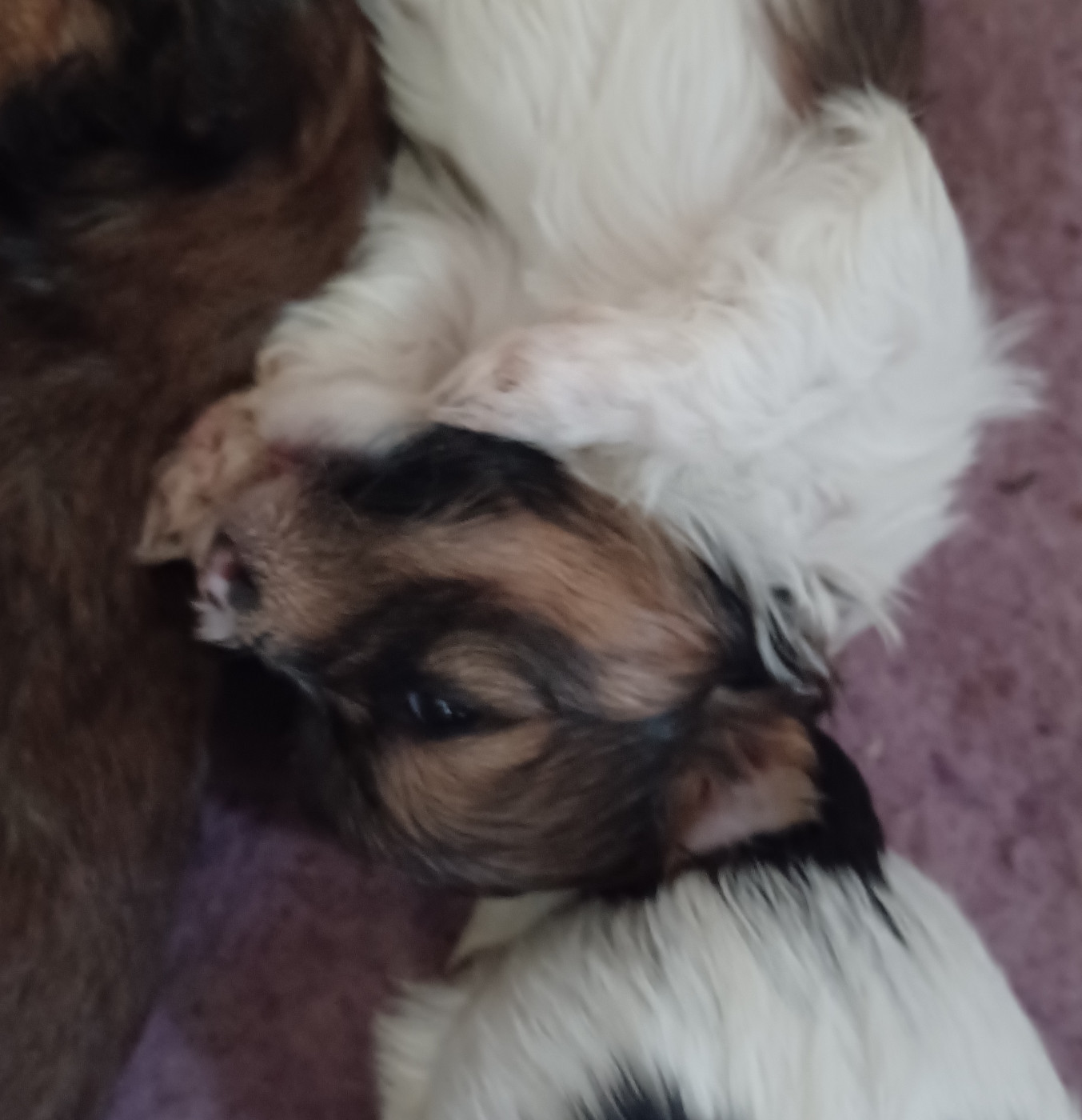 Maniri - Chiots disponibles - Bichon Havanais