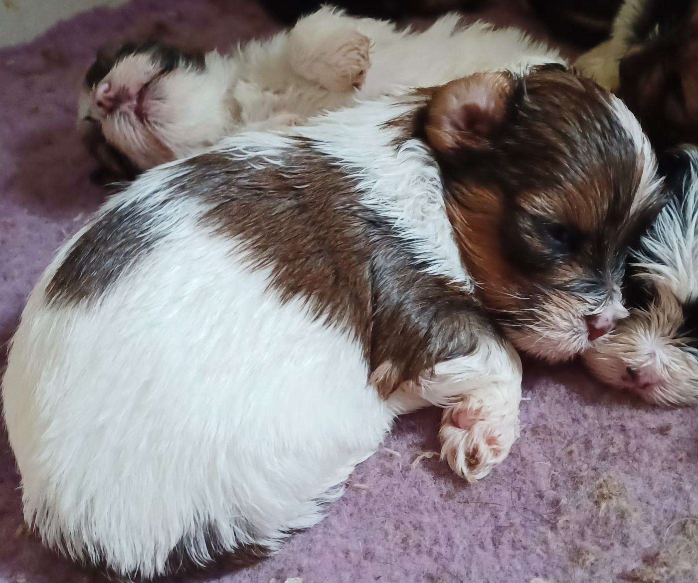 Maniri - Chiots disponibles - Bichon Havanais