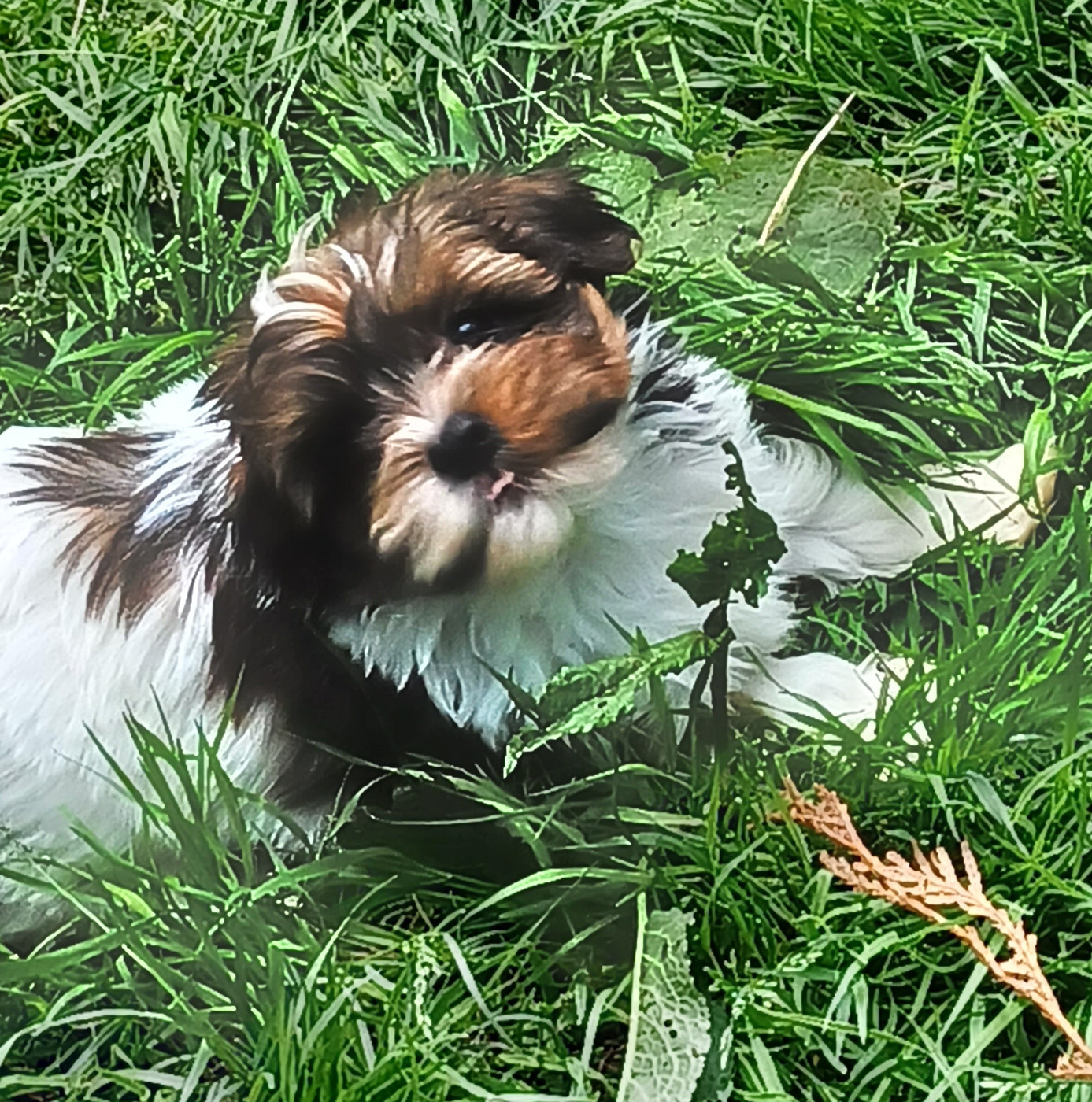 Maniri - Chiots disponibles - Bichon Havanais