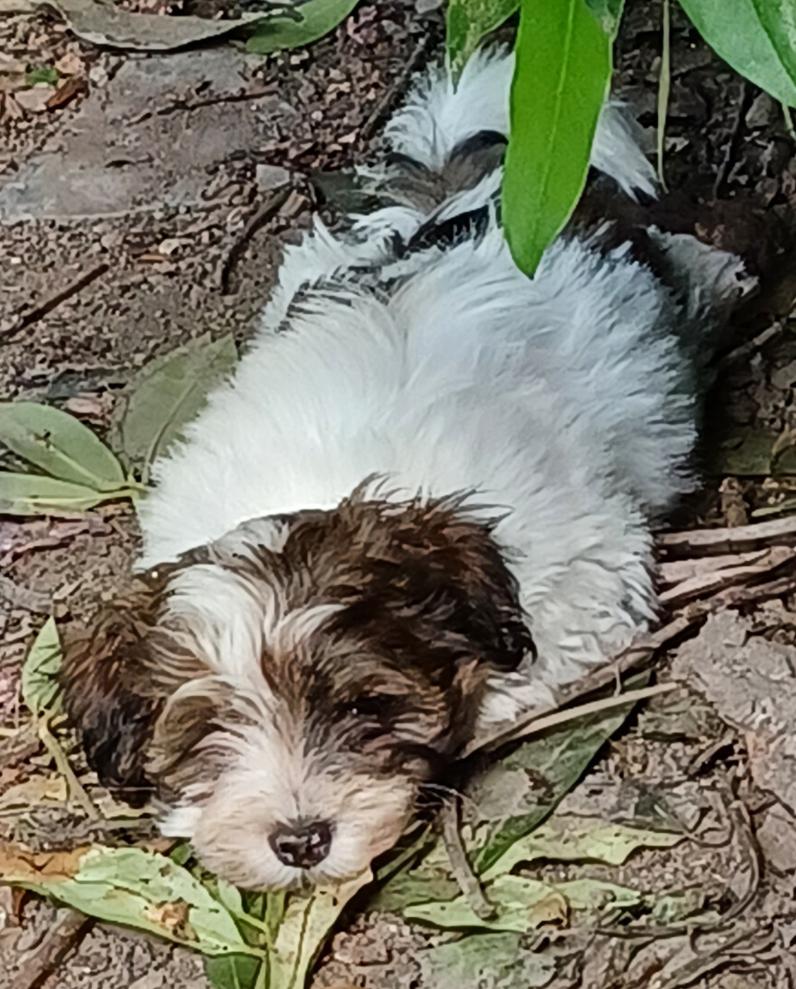 Maniri - Chiots disponibles - Bichon Havanais