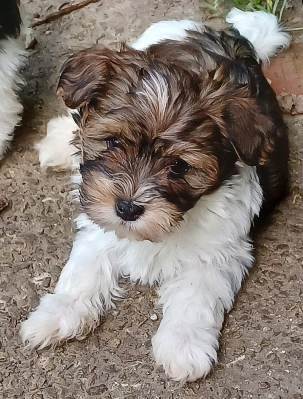 Maniri - Chiots disponibles - Bichon Havanais
