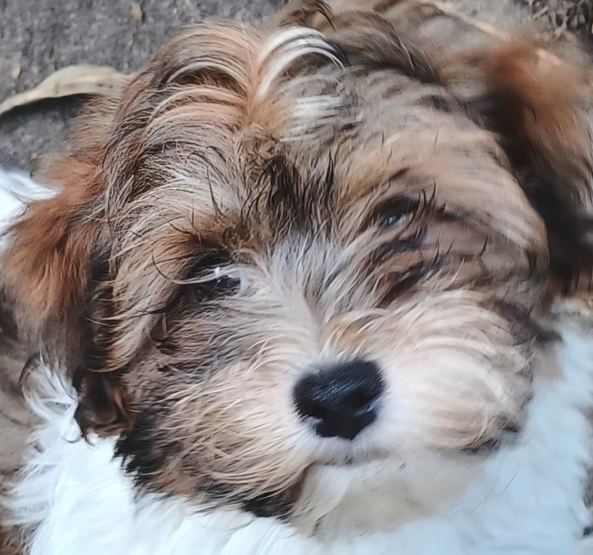 Maniri - Chiots disponibles - Bichon Havanais