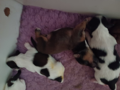 Chiot N°4