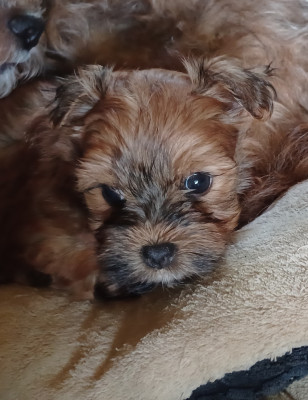 Chiot N°6