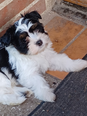 Chiot N°7